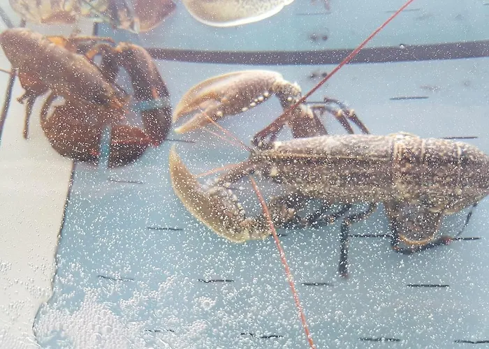 Stella Maris Отель Камольи